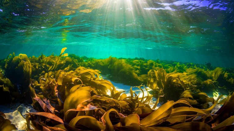 Cet écosystème oublié capte le CO₂ 55 fois plus vite que l’Amazonie et pourrait révolutionner la lutte contre le climat