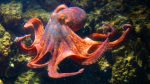 Ces chromosomes sexuels de 480 millions d’années : quand l’octopus défie le temps avec un secret génétique millénaire