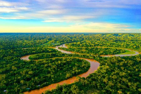 Ces super-corridors verts : comment des arbres voyagent sur 3 000 km, défiant les lois de la nature depuis des millions d’années