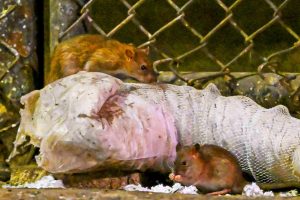 Ces villes surchauffées voient leurs rats proliférer à une vitesse fulgurante : une menace sanitaire imminente ?