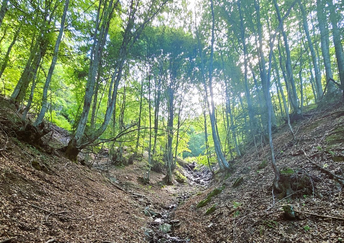 Cette créature minuscule et fragile découverte dans un ruisseau du Kosovo intrigue les scientifiques