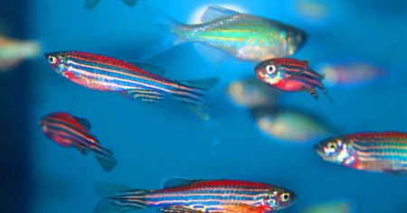 Des poissons et mouches mutants : une armée biologique contre la pollution au mercure, défiant les lois de la nature avec 50% d’efficacité