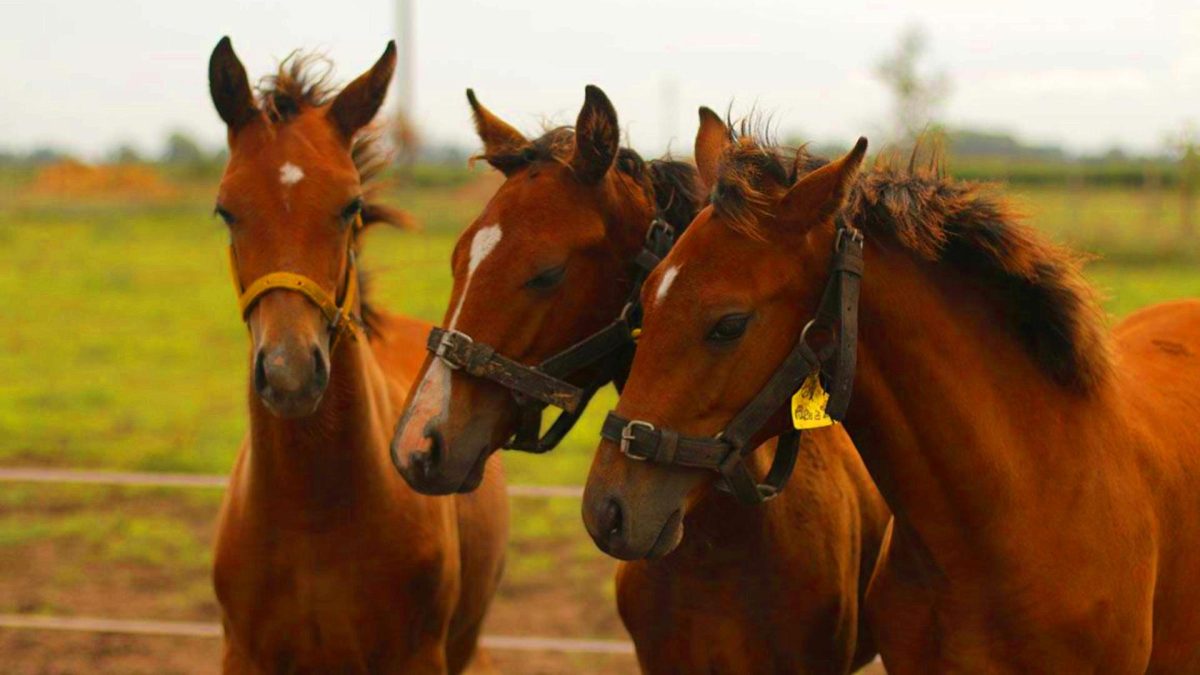 Des chevaux de polo génétiquement modifiés : une première mondiale qui révolutionne le sport équestre Les chevaux de polo surgénérés : 5 étalons argentins promettent de pulvériser tous les records sportifs mondiaux