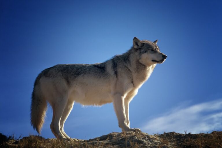 Les loups, ces prédateurs oubliés, pourraient capturer 100 millions de tonnes de CO2 en Ecosse en 100 ans, une révolution verte en marche