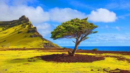 Renaissance sur l’île de Pâques : cet arbre disparu refait surface après des siècles et bouleverse les scientifiques