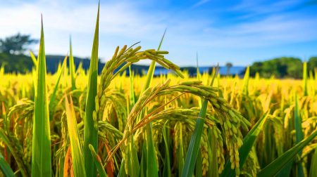 Un riz révolutionnaire : cette nouvelle variété coupe les émissions de méthane de 70 % et promet une agriculture plus verte