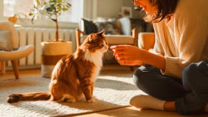 Un simple clignement à la manière féline : la science dévoile comment parler à votre chat et renforcer votre lien à 200%