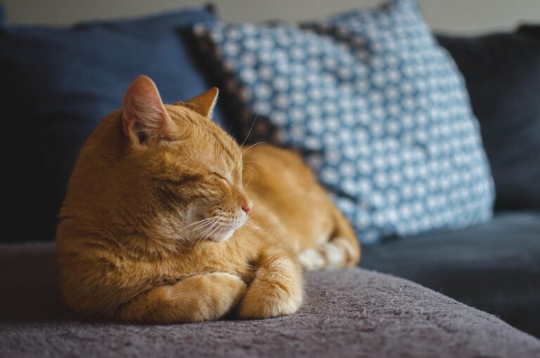 Un simple clignement à la manière féline : la science dévoile comment parler à votre chat et renforcer votre lien à 200 %