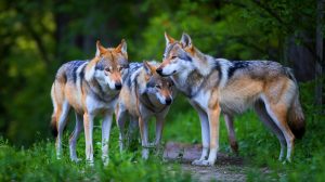 550 loups déjà parmi nous : cette invasion sauvage bouleverse la France et suscite des passions enflammées