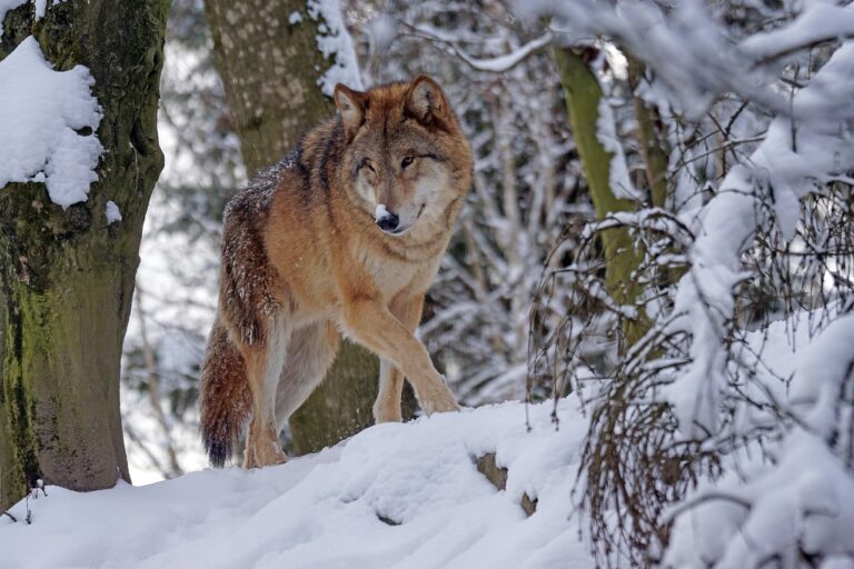 550 loups déjà parmi nous : cette invasion sauvage bouleverse la France et suscite des passions enflammées