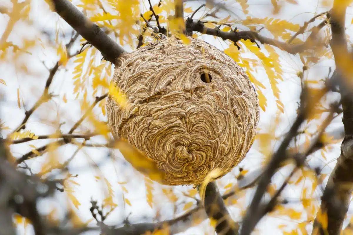 Un grand nid de frelon asiatique perché dans un arbre.