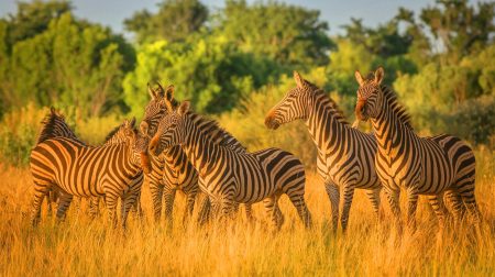 Ces ONG accusées de négliger des espèces vitales : un déséquilibre financier qui menace la biodiversité mondiale