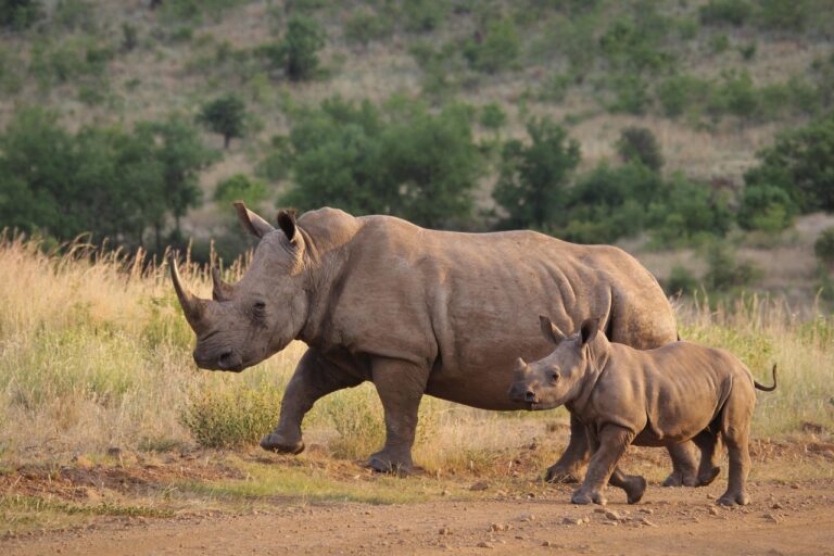 Ces ONG accusées de négliger des espèces vitales : un déséquilibre financier qui menace la biodiversité mondiale