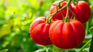Ces super-tomates géantes et juteuses : une avancée génétique stupéfiante qui promet de révolutionner nos assiettes
