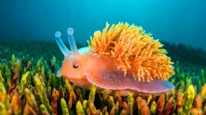 Cette minuscule limace de mer, espoir insoupçonné, pourrait devenir la sauveuse des précieux herbiers marins mondiaux