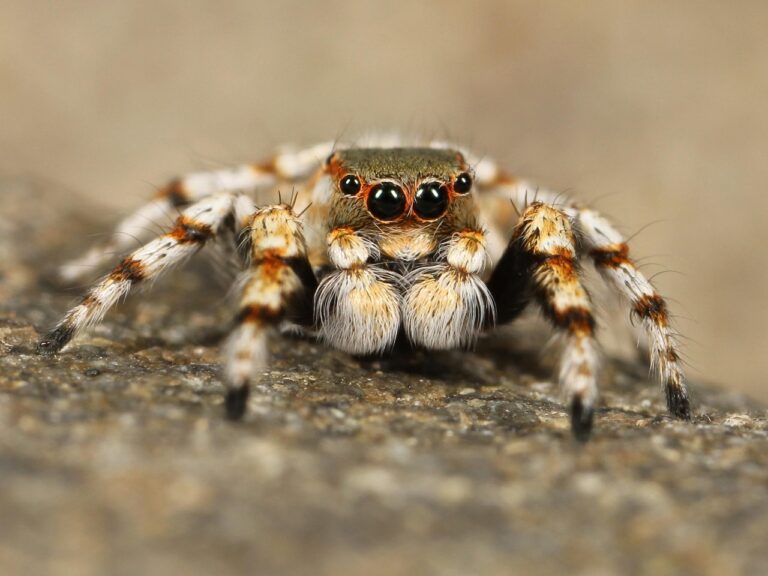 Des araignées sauteuses dotées d&rsquo;une intelligence inédite : une découverte qui bouleverse la science