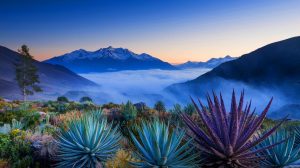 « Des plantes qui parlent » : au Chili, cette végétation unique révèle une pollution atmosphérique invisible et inquiétante