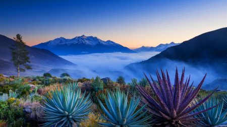 « Des plantes qui parlent » : au Chili, cette végétation unique révèle une pollution atmosphérique invisible et inquiétante
