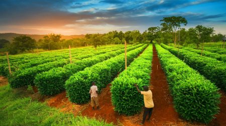 « La fin de la vanille ? » : Madagascar confrontée à un effondrement économique sans précédent