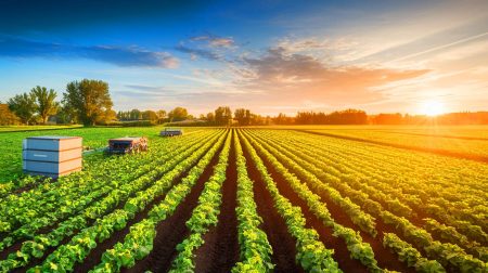La France au bord d'une révolution verte : ce nouvel "Or Noir" pourrait propulser l'agriculture et capturer le CO2 à un coût dérisoire