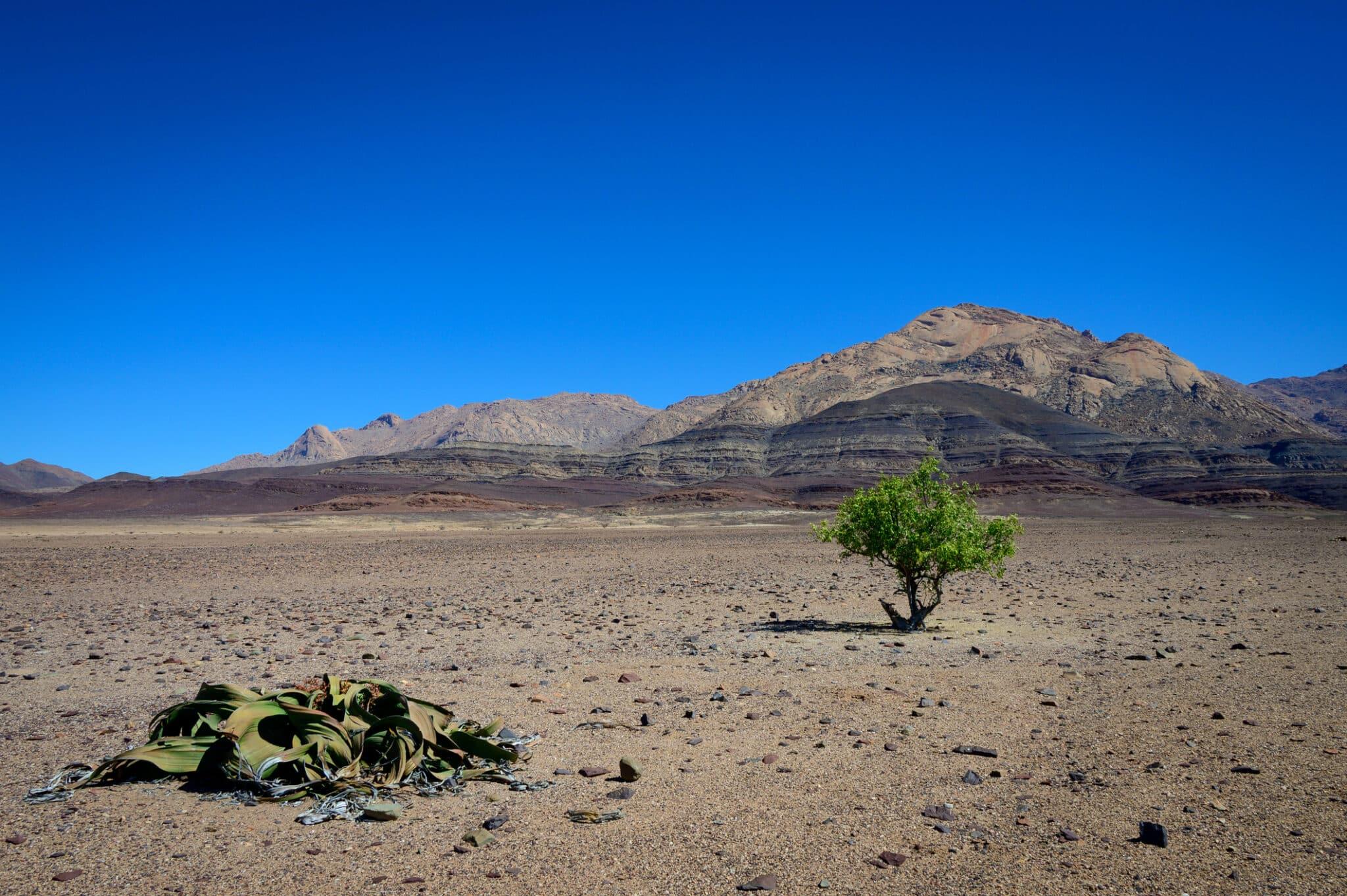 Plante Welwitschia