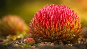 « La plante de l’immortalité » : cette espèce millénaire défie le temps avec 1 000 ans de vie