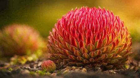 « La plante de l’immortalité » : cette espèce millénaire défie le temps avec 1 000 ans de vie