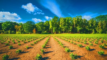 La Terre perd son super-pouvoir : l'absorption de CO2 chute de 0,25 % par an, amplifiant la menace climatique