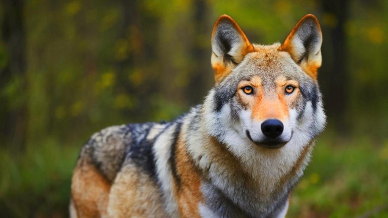 « Le retour du prédateur » : ce loup géant envahit les campagnes européennes et bouleverse l&rsquo;équilibre écologique