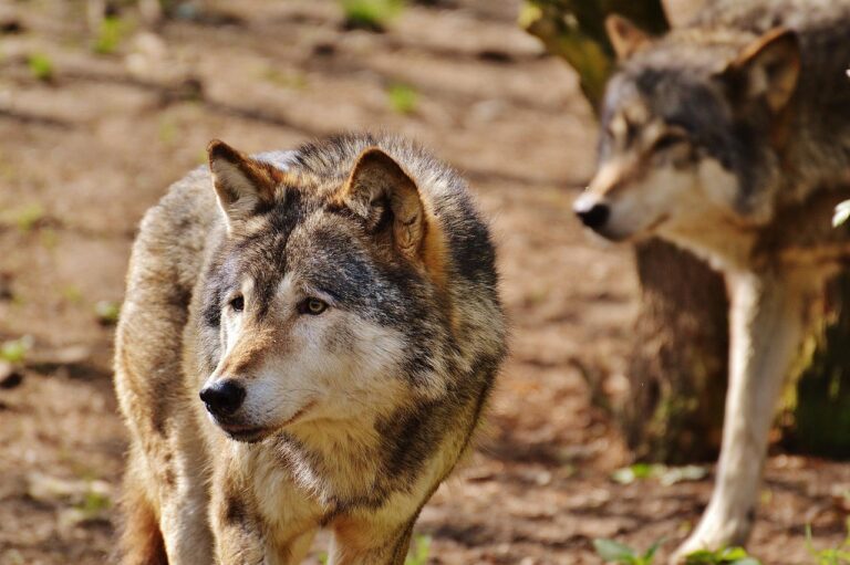 « Le retour du prédateur » : ce loup géant envahit les campagnes européennes et bouleverse l&rsquo;équilibre écologique