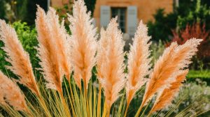 « L'ennemi vert des jardins français » : cette herbe de la pampa invasive menace l'équilibre écologique national