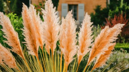 « L'ennemi vert des jardins français » : cette herbe de la pampa invasive menace l'équilibre écologique national