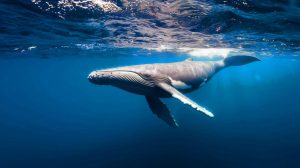 L'urine de baleine, le secret choquant derrière un écosystème marin florissant et surprenant