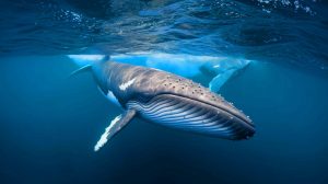 « Un retour spectaculaire » : ces baleines géantes de 6 mètres envahissent le golfe de Gascogne au printemps