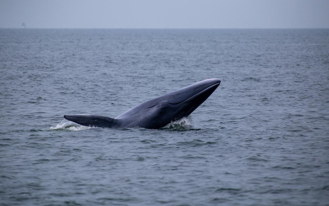Une baleine de Bryde dans la fosse des Mariannes