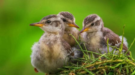 « Cauchemar dans nos champs » : ce fongicide dévastateur tue près de la moitié des jeunes oiseaux, un désastre écologique inattendu