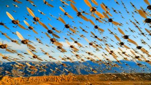« Ces 600 espèces de mouches » : leur migration spectaculaire sur des distances incroyables préserve l'équilibre écologique et fascine les scientifiques