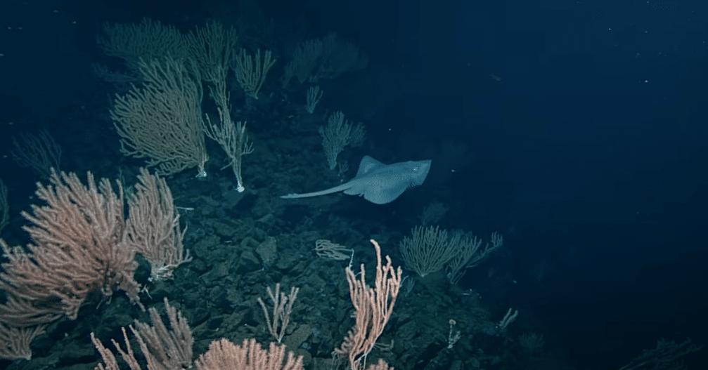 œufs de raies blanches du Pacifique au volcan