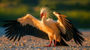 Découvrez l'oiseau le plus dangereux du monde : une menace mortelle qui terrifie les experts et sème la panique partout où il passe