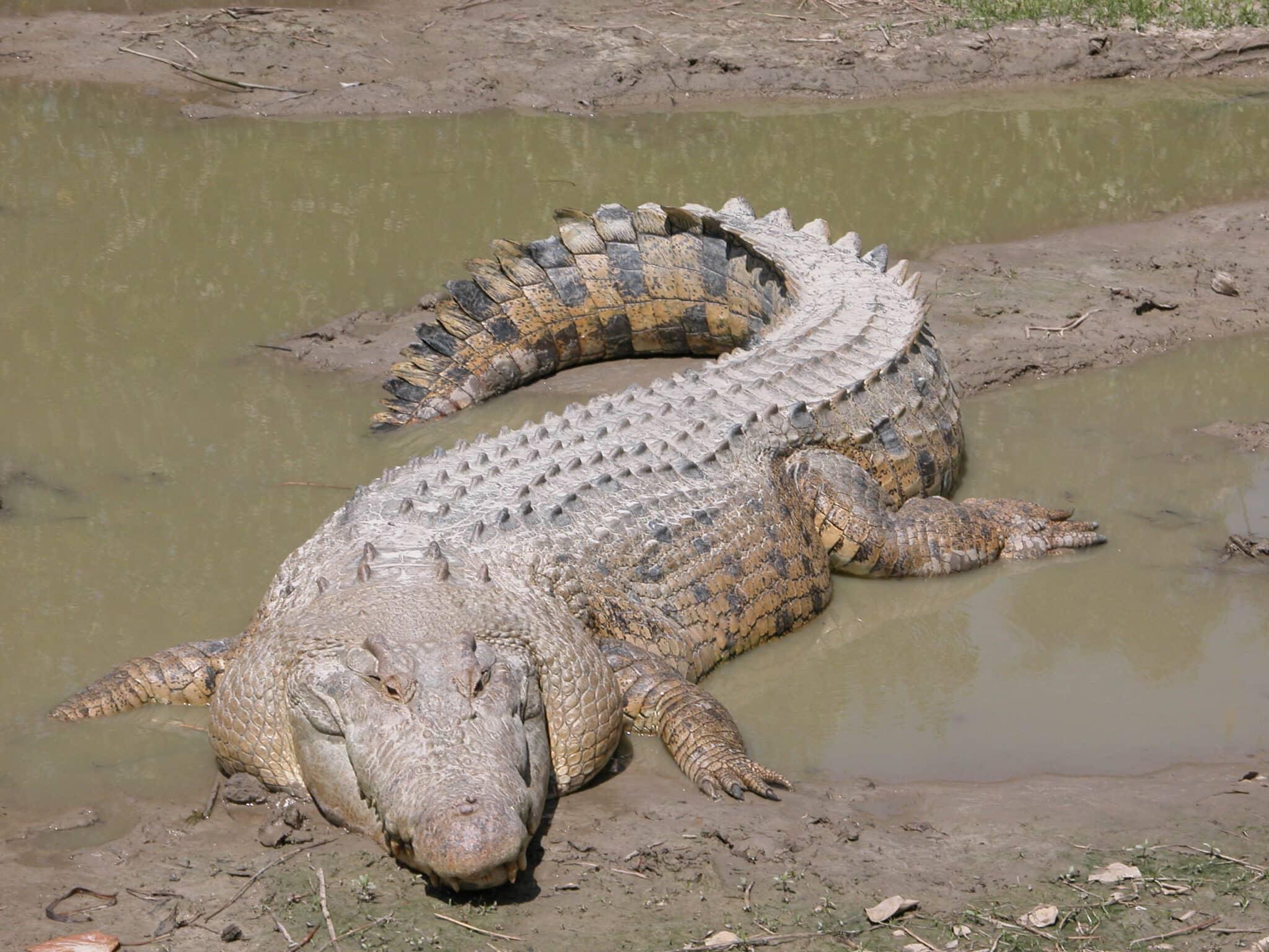 Premier crocodile marin