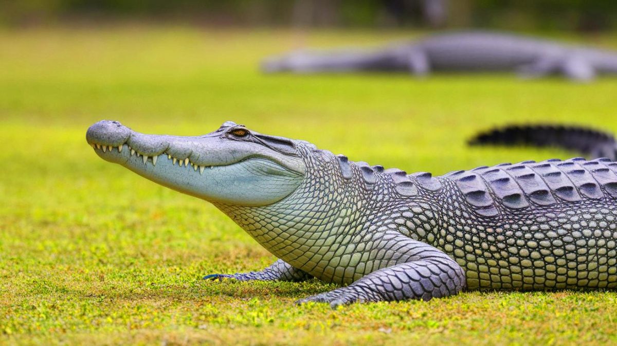 « Ces crocodiles envahissent les côtes australiennes » : cette explosion incontrôlée de leur population fait peser une menace grandissante sur les écosystèmes et les humains Face à une invasion de reptiles : l'Australie en danger avec cette prolifération sans précédent de crocodiles marins, menace pour la sécurité publique