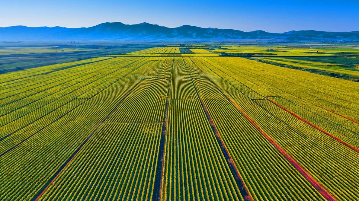 La Chine écrase la concurrence avec 200 000 hectares dédiés au fruit préféré des Français et s’impose comme la première puissance mondiale du secteur « La Chine pulvérise tous les records » : 200 000 hectares dédiés au fruit préféré des Français, un coup de maître terrifiant !