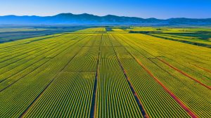 « La Chine pulvérise tous les records » : 200 000 hectares dédiés au fruit préféré des Français, un coup de maître terrifiant !