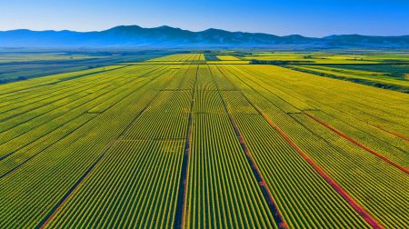 « La Chine pulvérise tous les records » : 200 000 hectares dédiés au fruit préféré des Français, un coup de maître terrifiant !