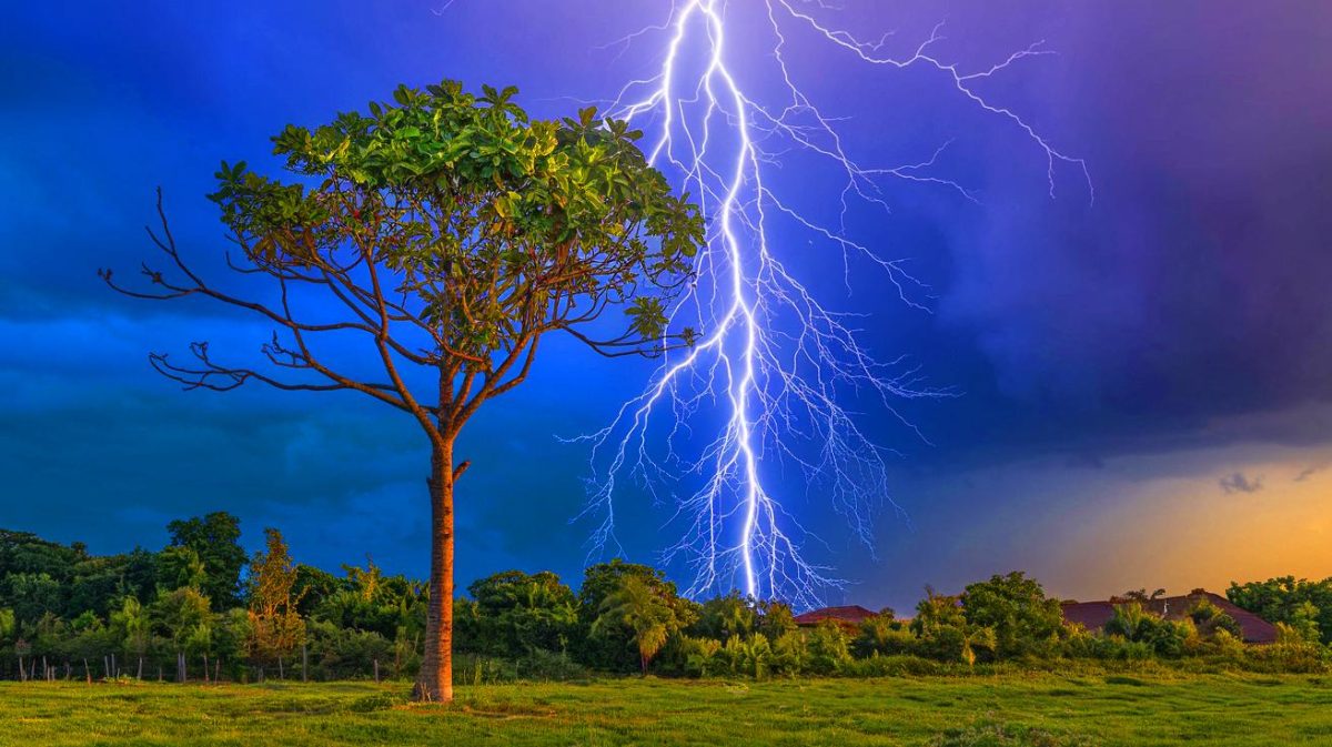 La nature défiée par la foudre : cet arbre tropical dévoile un secret fascinant et bouleverse notre compréhension des écosystèmes La nature défiée par la foudre : cet arbre tropical dévoile un secret fascinant et bouleverse notre compréhension des écosystèmes