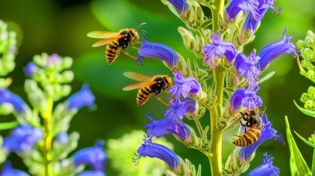 Les plantes diaboliques qui ensorcellent les frelons asiatiques : découvrez les odeurs les plus attractives et redoutables pour votre jardin