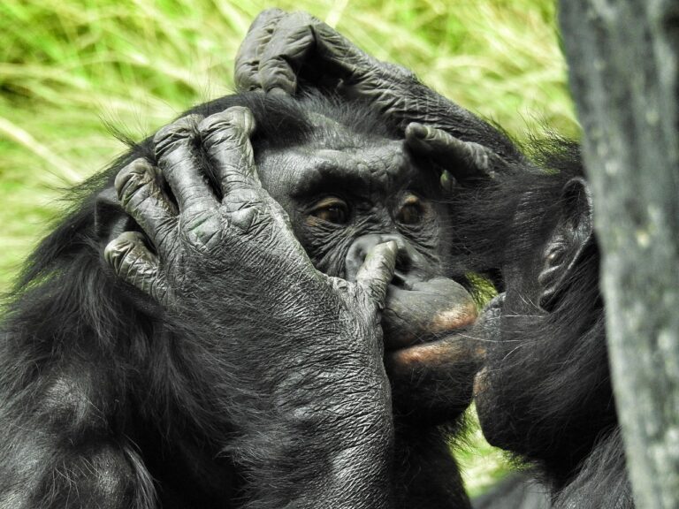 Quand les femelles bonobos forment des gangs redoutables pour dominer les mâles plus forts dans la nature sauvage d’Afrique