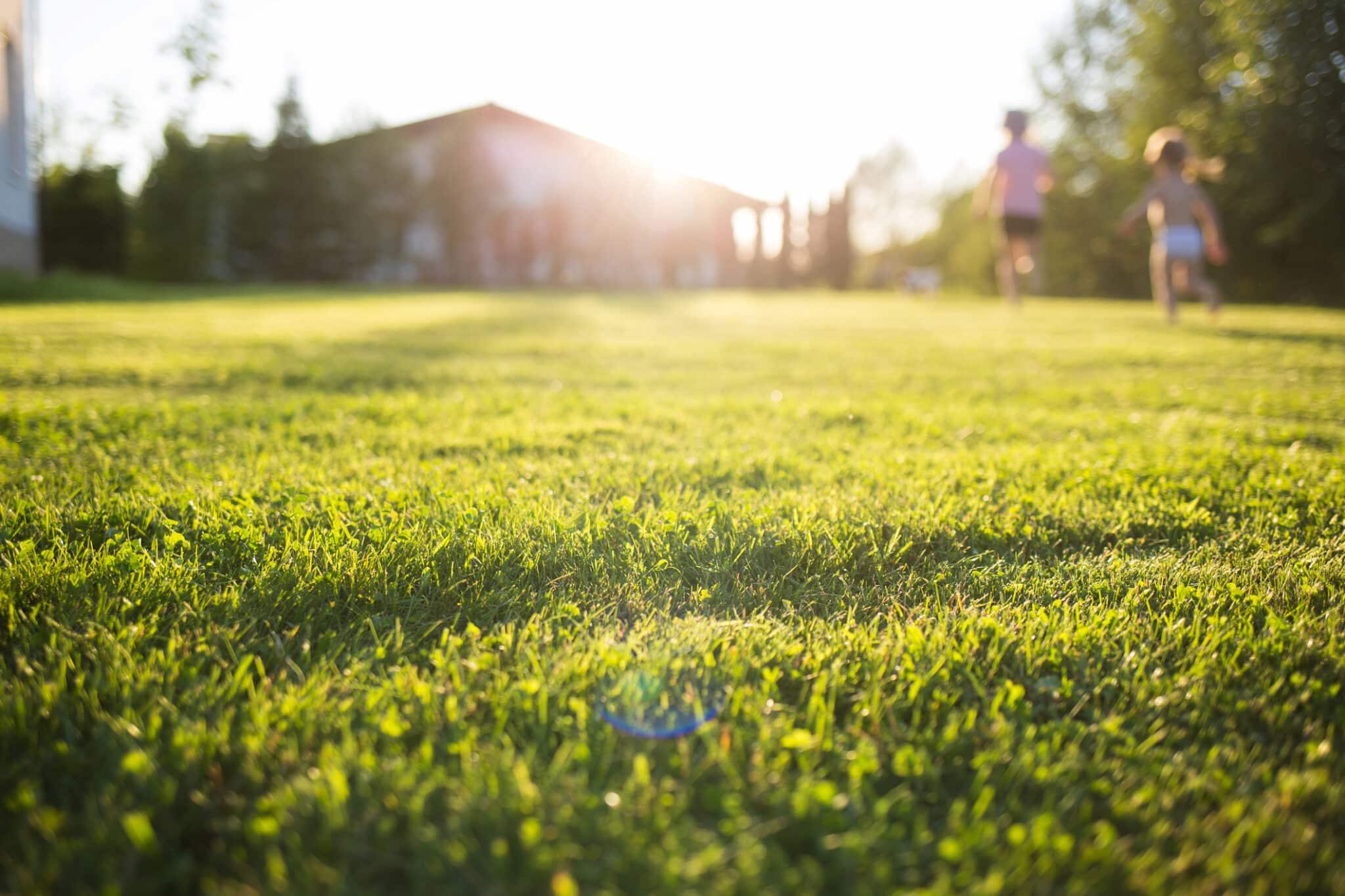 Herbe de jardin