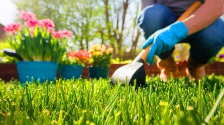 « Je rends votre pelouse verte dès avril » : un jardinier révèle une astuce imparable et méconnue pour un gazon dense, éclatant et sans mauvaises surprises « Révélation stupéfiante » : un jardinier dévoile le secret inédit et révolutionnaire pour une pelouse absolument éclatante dès le printemps