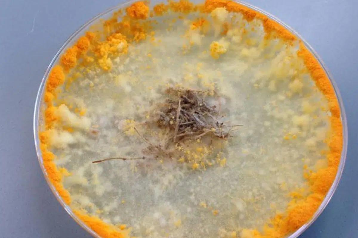 Neurospora crassa se nourrissant de matières végétales (crédit : Vincent Wu/JGI).